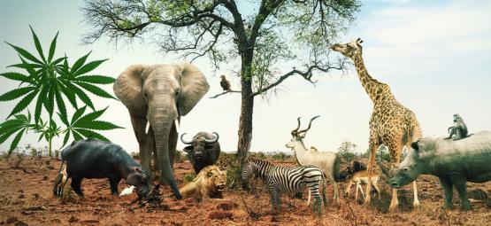 Vyrazte na safari s těmito 5 odrůdami konopí inspirovanými „velkou pětkou“