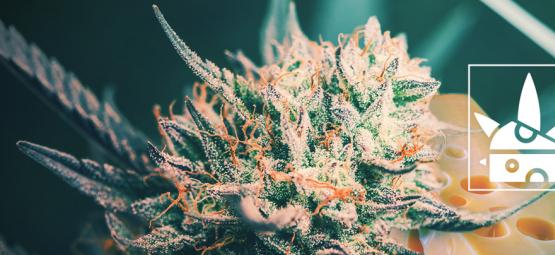 Původ odrůdy Cheese a top 3 Cheese odrůdy