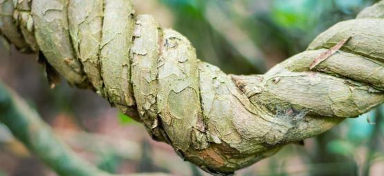 Co je africký kořen snů a jak se připravuje?