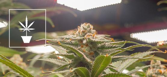 Nejlepší semena konopí pro indoor pěstování