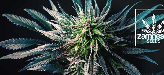 Nová odrůda Zamnesia: Banana