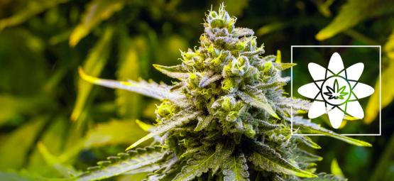 Co je to doprovodný (entourage) efekt?