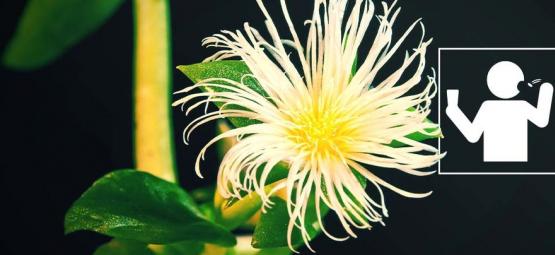 Jakým způsobem je nejlepší užívat kannu?