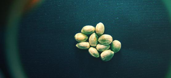 How To Recognise High-Quality Semena konopí