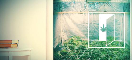 Jak pěstovat konopí ve skříni