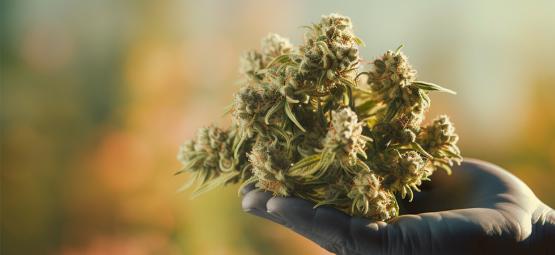 5 super lepkavých odrůd konopí