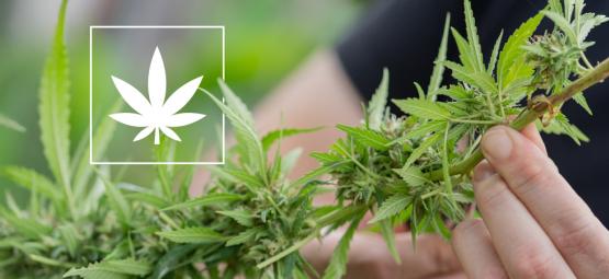 6 odrůd konopí s obsahem THC do 1 %