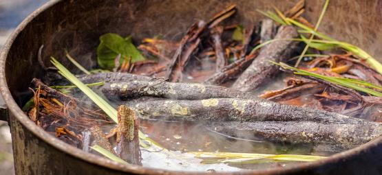 Mýty a fakta o ayahuasce: Jak oddělit pravdu od fikce