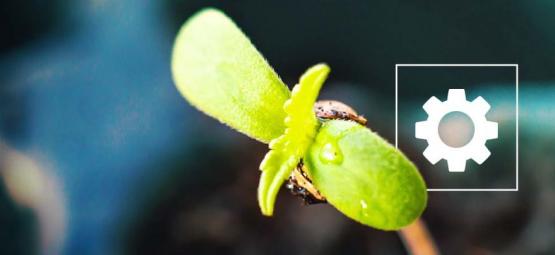 Jak pěstovat Sticky Beast Automatic