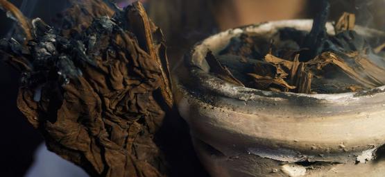 7 posvátných rostlin z celého světa