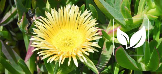 Top 3 nejsilnějších produktů s kannou