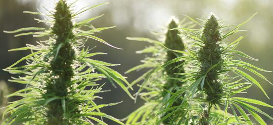 Top 10 odrůd konopí odolných vůči plísni