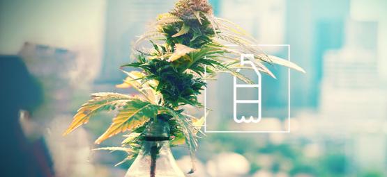 Jak si z plastové láhve vyrobit jednoduchý hydroponický systém