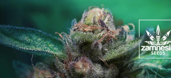 Nová odrůda Zamnesia: Auto Purple CousKush