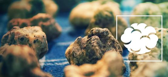 Psilocybe galindoi: Tělo bohů