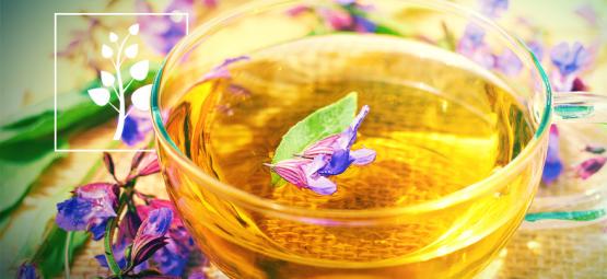 Jak připravit čaj ze Šalvěje divotvorné