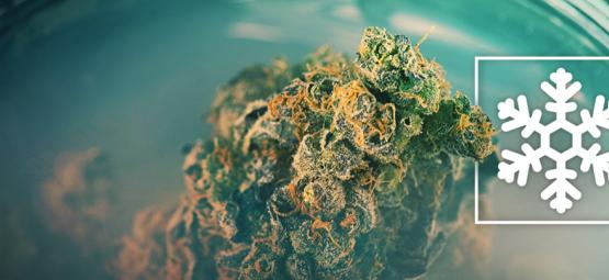 Zmrazit, nebo nezmrazit své konopí?