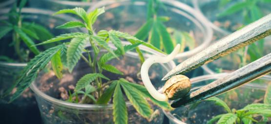 Semena vs. klony: Definitivní průvodce výhodami a nevýhodami