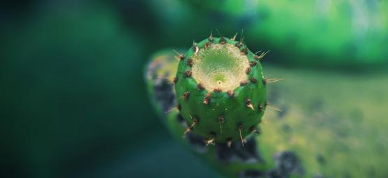 Jak pěstovat kaktusy z řízků