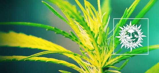 Dr. Grinspoon: Čistá sativa s pořádným kopancem