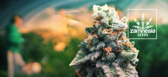 Gelato: Co víc si přát?