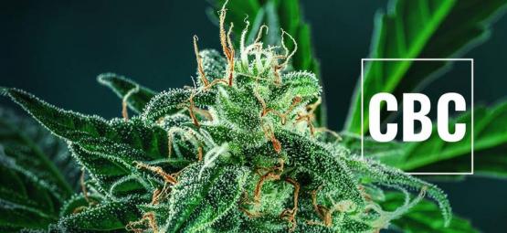 Co je CBC a proč na něm záleží?