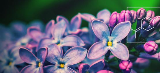 Pochopení přínosů terpinolenu