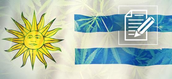 Uruguay: Konopný ráj, který se změnil v chaos