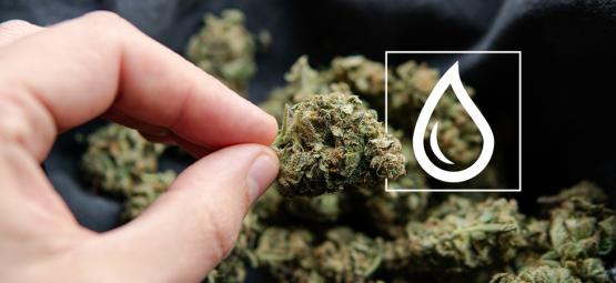 Co dělat, když vám tráva zvlhne