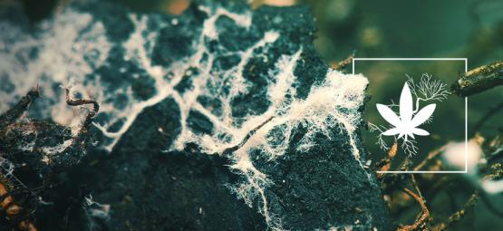 Zvýšení výnosu konopí pomocí mykorhizy