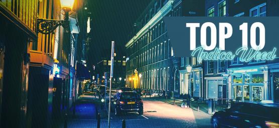 Top 10 nejlepší odrůd indiky v Amsterdamu