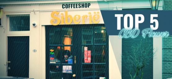 Top 5 nejlepších CBD odrůd trávy v Amsterdamu