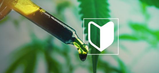 3 konopné koncentráty ideální pro začátečníky