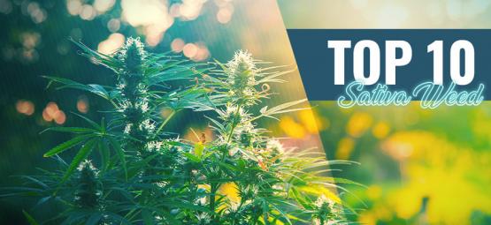 Top 10 nejlepších sativa weed v Amsterdamu