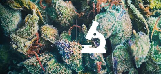 Výhody používání mikroskopu pro pěstitele a uživatele konopí