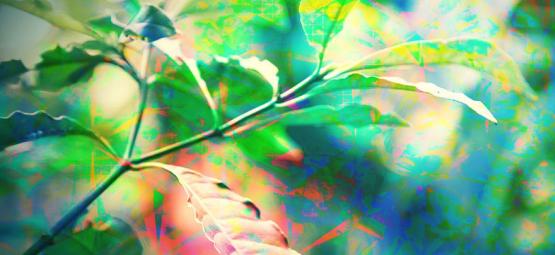 Jaký je ve skutečnosti trip na DMT?