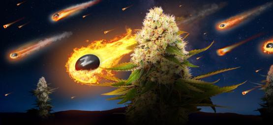 Zamnesia x Exotic Seed: Black ZZ (limitovaná edice)