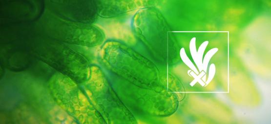 Jak odstranit a předcházet řasám v hydroponickém pěstování konopí