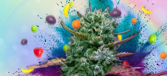 Runtz: Recenze a informace o odrůdě