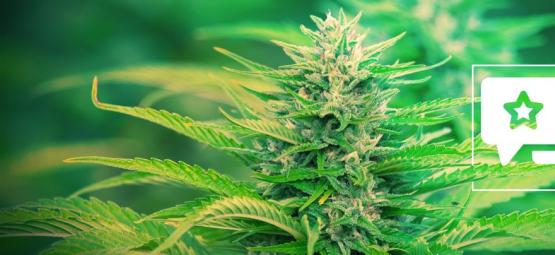 Gorilla Zkittlez: Recenze a informace o odrůdě konopí