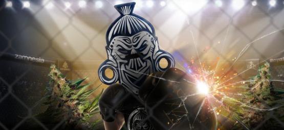 Zamnesia x Royal Queen Seeds: ZZ Punch (limitovaná edice)