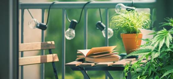 Top 10 odrůd konopí pro pěstování na balkoně nebo terase