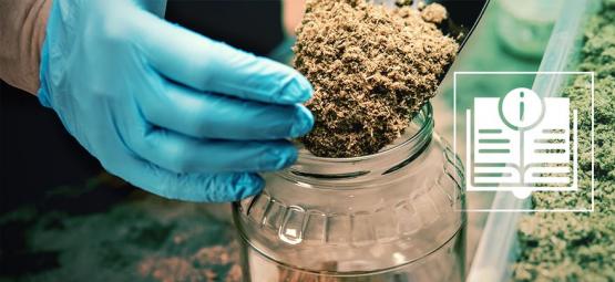 Vše, co potřebujete vědět o substrátech pro lysohlávky