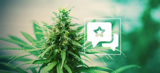 Tangerine Dream: Recenze a informace o odrůdě konopí