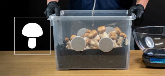 Jak postavit monotub na pěstování hub