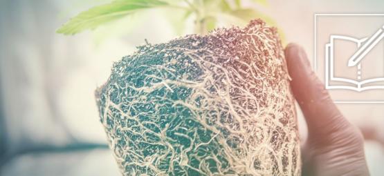 Proč a jak využívat kořeny konopí