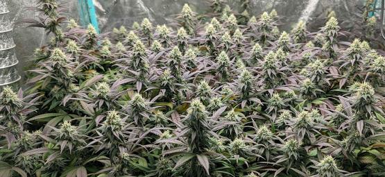 Top 10 feminizovaných odrůd konopí s vysokým výnosem