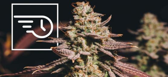 Co je rychle kvetoucí konopí?