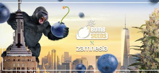 Zamnesia x Bomb Seeds: Bomberry Glue Samonakvétací (limitovaná edice)