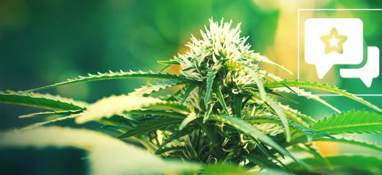 Super Lemon Haze: Recenze a informace o odrůdě konopí